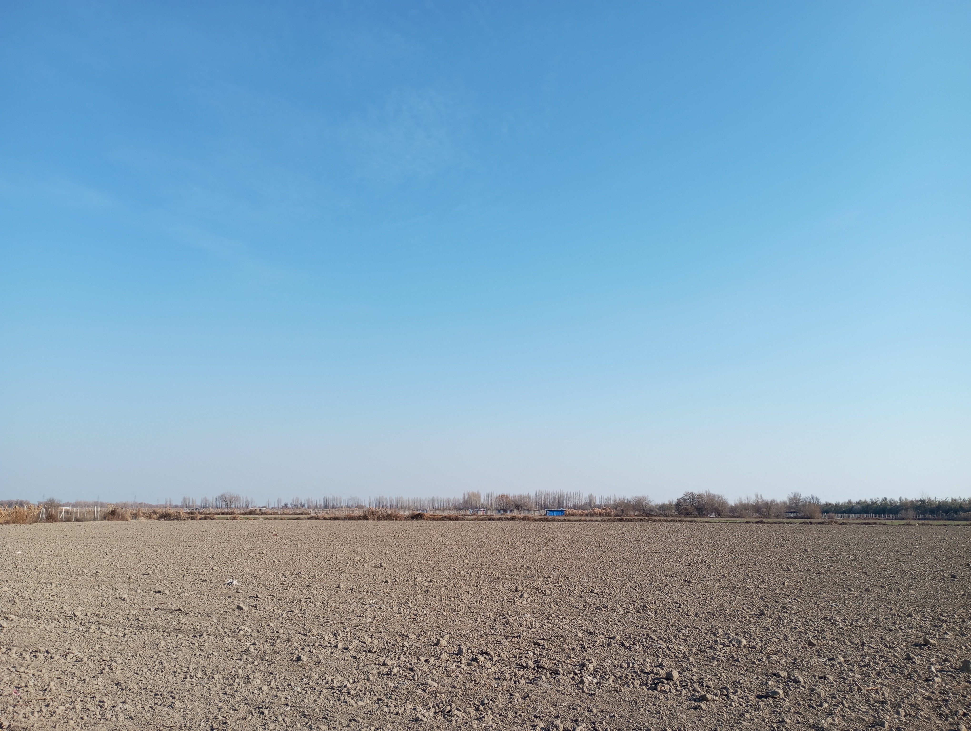 Elaeagnus angustifolia---Фанаты---251115-002